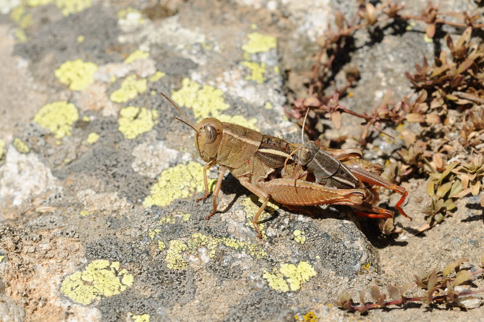 Caloptène - David Morichon