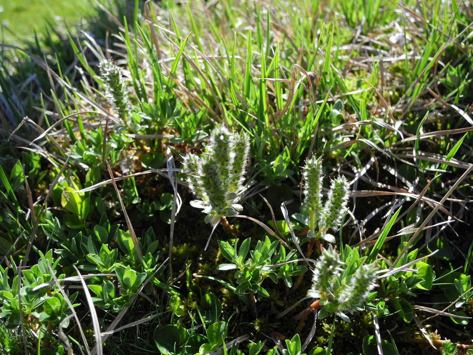 Buxbaumie - David Morichon