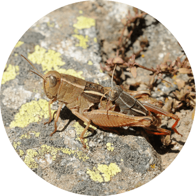 Caloptène - David Morichon