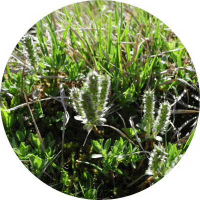 Saule des lapons - David Morichon